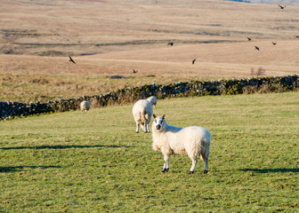 Obraz premium The grazing cut little sheep on the meadow looking at camera
