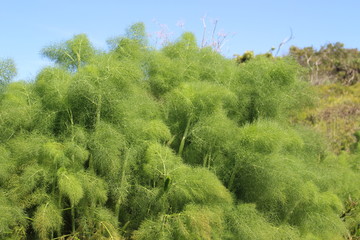 plants in the field