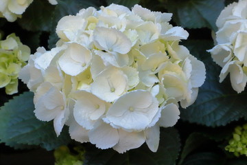ORTENSIA BIANCA