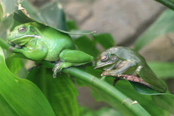 green frog on a leaf