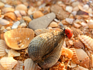 A ladybug crawls on a seashell on the beach in the rays of the setting sun