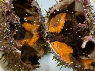 Fresh sea urchins various color on dish and still alive. Uni seafood ingredient.