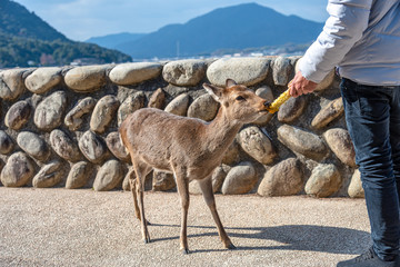 Close-up Deer relax in sunshine in the Miyajima on New Year Japanese Hatsumode holiday. In here, the deers are freely roaming around the island and not afraid to interact with visitors. Hiroshima city