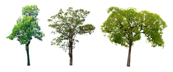 Trees on isolated white backgrounds