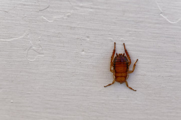 A cockroach lies on a painted wooden background