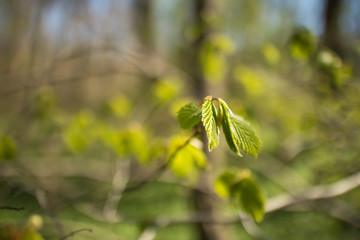Frühling im Wald