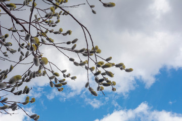 Willow branches bloom in spring, bright blue sky with white clouds.