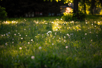 Fototapeta premium Summer green field with white dandelions. Fluffy dandelions glow in the sun