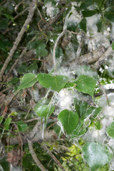 Populus nigra