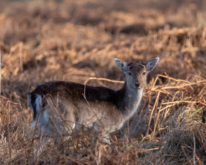 young deer in the grass