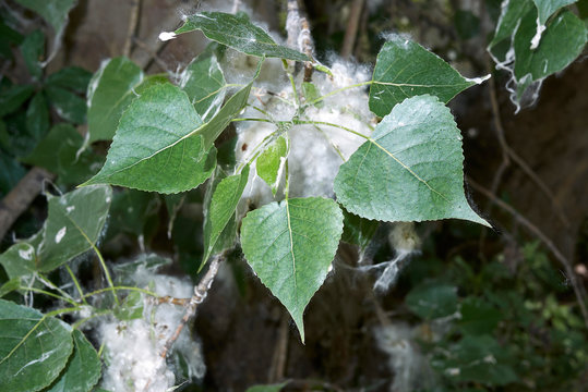 Populus Nigra