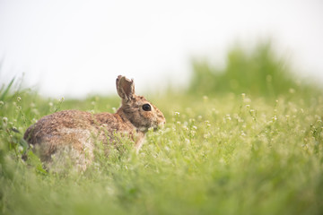 Wild rabbit in its natural habitat at sunset time