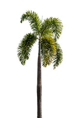 Trees on isolated white backgrounds