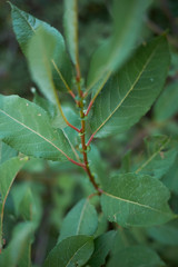 Salix caprea