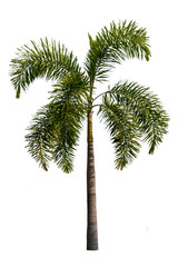 Trees on isolated white backgrounds