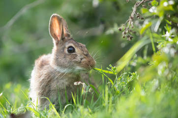 Naklejka na ściany i meble Wild rabbit in its natural habitat at sunset time