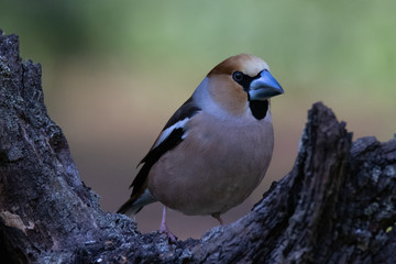 gros bec casse noyaux