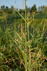 sorghum halepense
