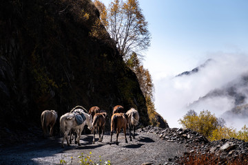 Naklejka premium A man walks with a herd of horses on the road to Omala - Tusheti