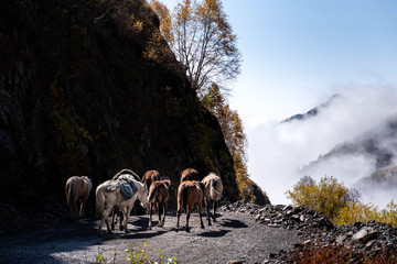 A man walks with a herd of horses on the road to Omala - Tusheti