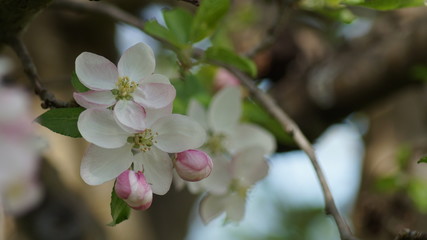 Frühlings Erwachen