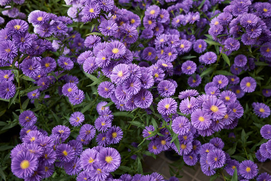 Symphyotrichum novi-belgii