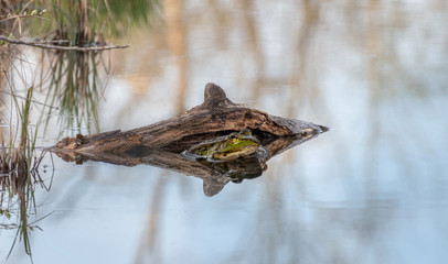 Frosch in mystischer Wurzel, Moosschwaige Weiher Naturschutzgebiet Germering München Aubing