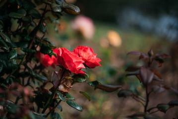 Obraz premium Rose. Roses. Background. Floral. Romantic.