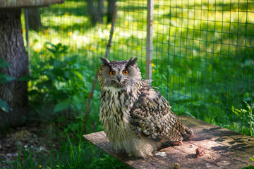 A grey owl in a cage in the Park looks into the frame. A wild owl with yellow eyes in its artificial home