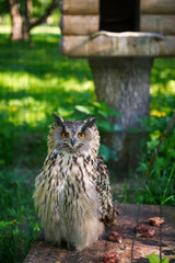 A grey owl in a cage in the Park looks into the frame. A wild owl with yellow eyes in its artificial home