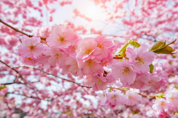 Flowering cherry blossom in spring on a sunny day