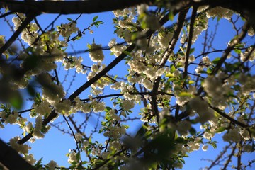 Baumblüte