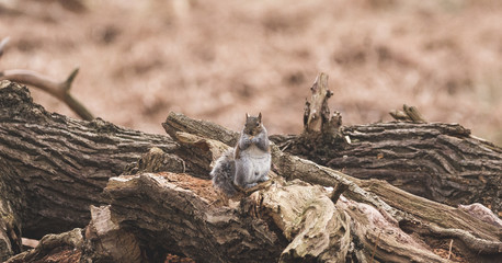 squirrel on log