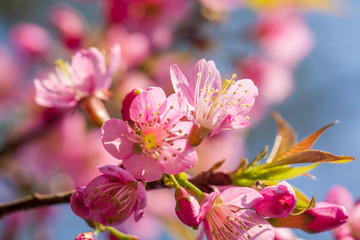 Beautiful wild himalayan cherry flower ( Prunus cerasoides )