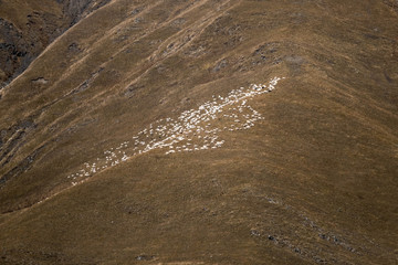 a herd of goats grazing grass on a mountainside