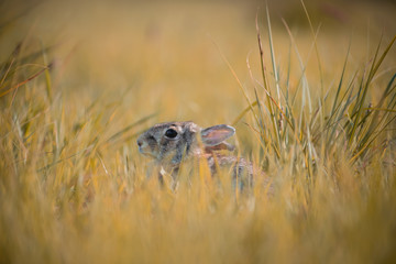 Wild rabbit in its natural habitat at sunset time