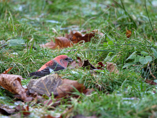 Two-barred Crossbill (Loxia leucoptera).