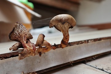 Funghi del sottotetto