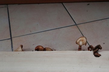 Funghi nel sottotetto