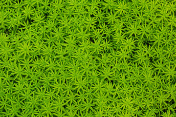 Green fresh gold moss sedum texture as background,Gold, Plant 