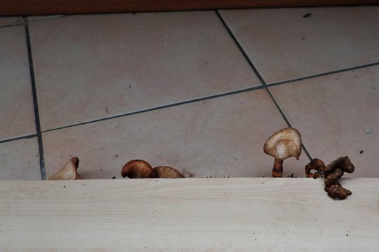 Funghi nel sottotetto