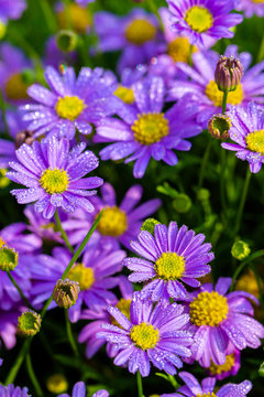 Purple flower,Light purple violet pansies 