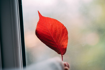 Leaf.
