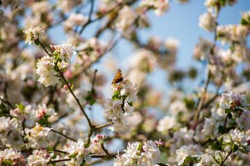 A small tortoiseshell butterfly drinks nectar from an apple blossom