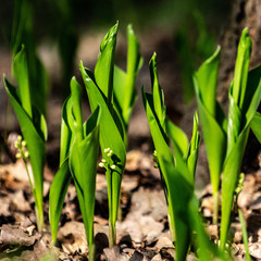 Fototapeta premium Wczesne konwalie w lesie