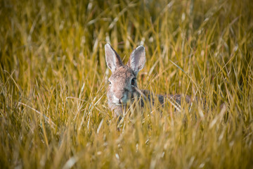 Wild rabbit in its natural habitat at sunset time