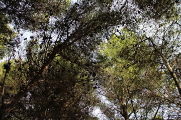 trees in the forest