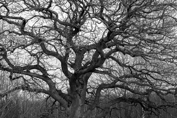 trees, branches of trees, against the background of nature