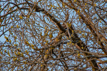 trees, branches of trees, against the background of nature