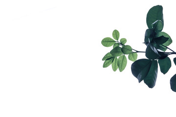 Fototapeta na wymiar Green leaf with a few water drop on white background
